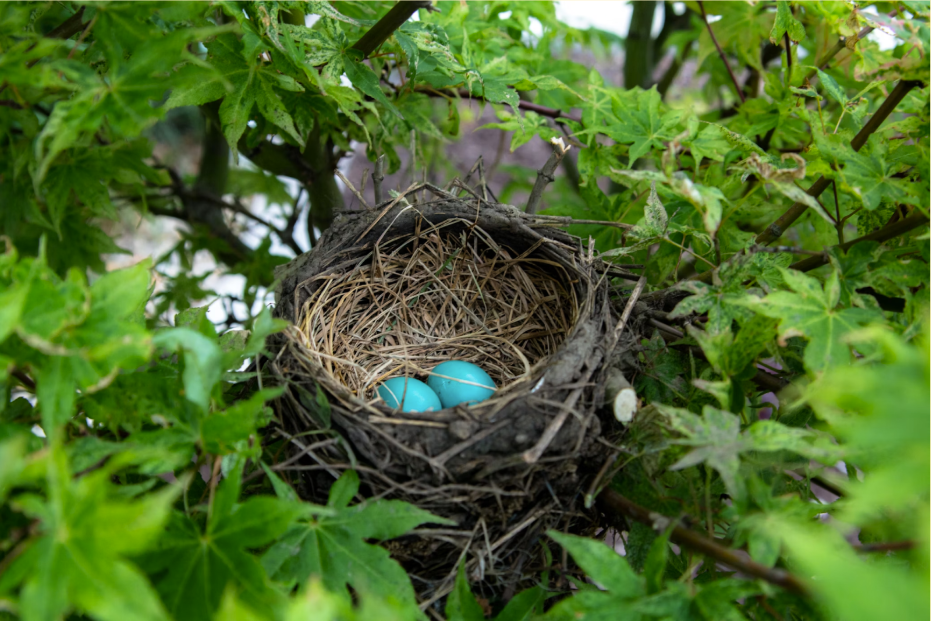 How does a gas heater work: a bird's nest tucked in a tree.