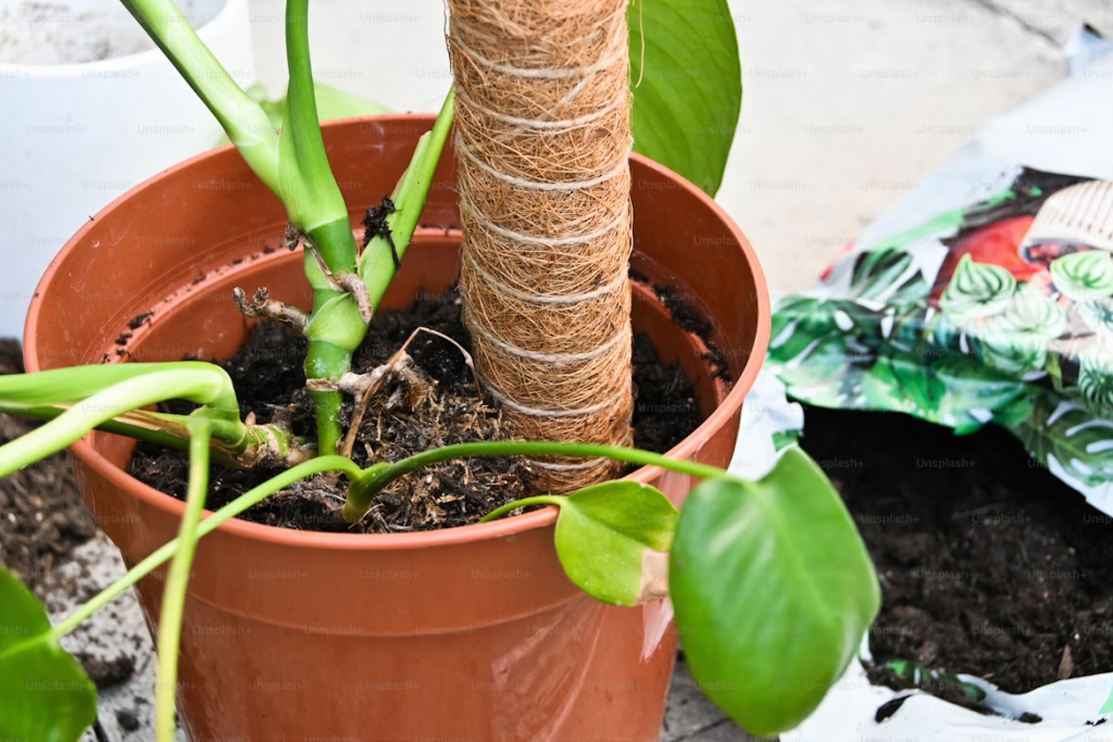 Gas meter leaking: a dying plant.