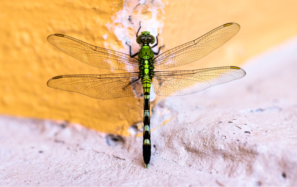 Why is my gas heater making a noise: a dragonfly, an insect that's usually trapped inside furnaces.