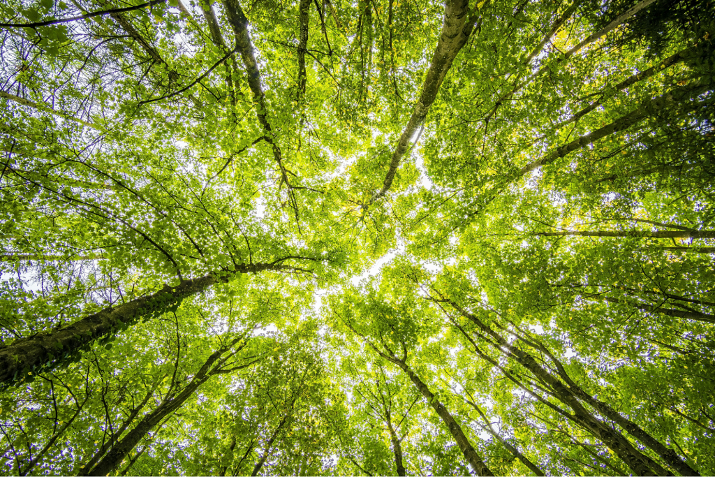 What sealant is used for gas fittings: tall trees with sunlight peaking through the leaves and branches.