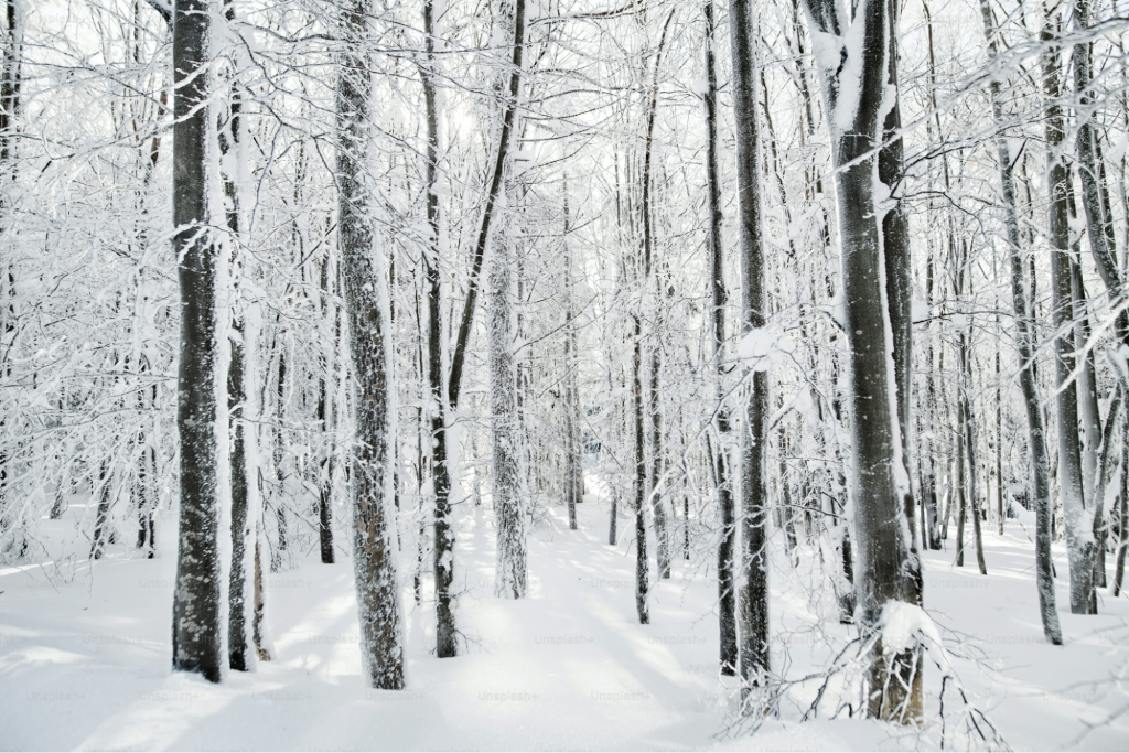 Why do heat pumps require a high amount of servicing: a winter forest wonderland.